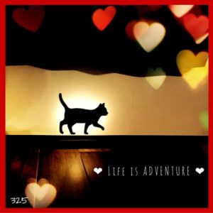 kitty light -life is adventure by Mitsuko at studioshey325.com
